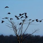 Photo by Harvis-the-crow (@corvidaceae)