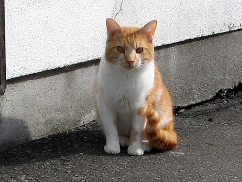 Cat Photo Every Hour (@catphotobot) on Twitter photo 