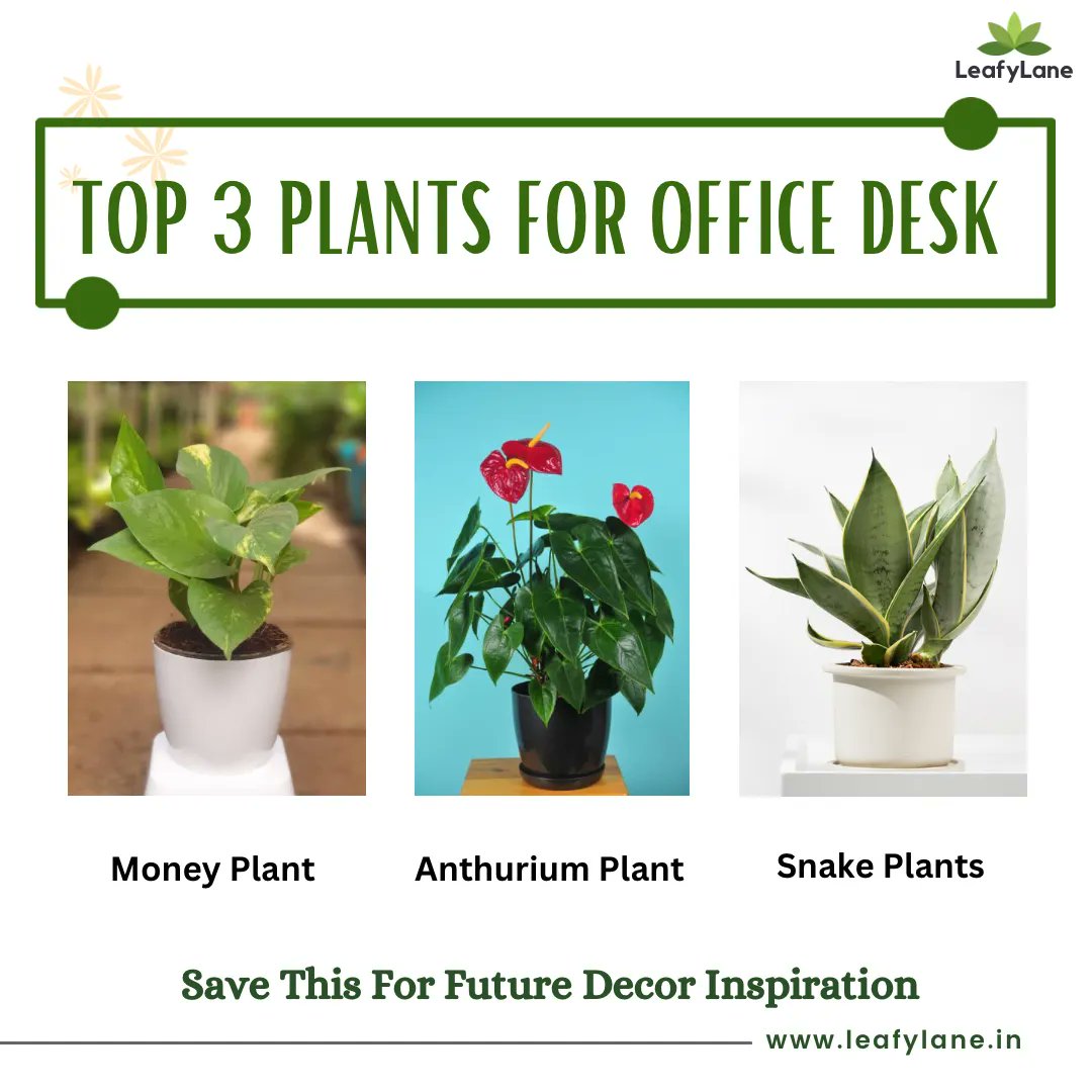 Check out these Best Office Desk Plants that can be a great addition to your workspace🪴

#plantcare #leafylane #leafylaneplants #plantsmakepeoplehappy #healthyplants #getplanted #plantcommunity #plantdecor #indoordecor #officeplant #officedeskplant #top3plant #workspaceplant