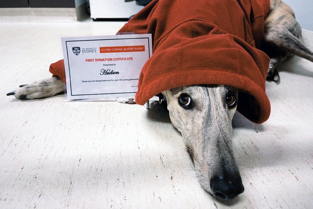 Today we're celebrating #WorldBloodDonorDay! 🐶🩸👏 
In the lead up to #AnimalRightsAwarenessWeek (June 19-25), it's timely to also expose the practice of using ex-racing #Greyhounds for #caninebloodbanks.
+ Which #dogs can give blood?
australiandoglover.com/2023/06/discar…
 #bangreyhoundracing