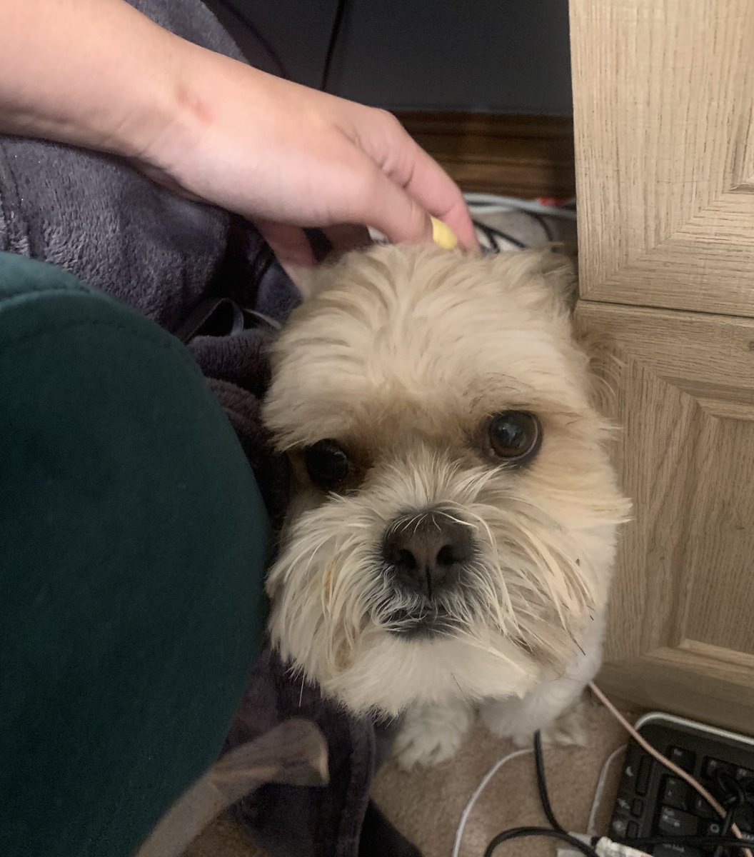 Nothing to see here, just a desk gremlin hiding from the thunder.

#shihtzu #puppy #cutedog