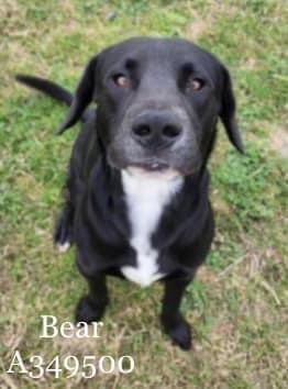 🆘BEAR
#A349500
🔥DIES 6/16🔥
BEAR needs a cuddle
NOT SINGLED out 2 DIE
He’s TIMID & SHY🙈
Just coming out of his🐚
NOT allowed to flourish🥲
Shelter want BEAR gone😡
Can U help save him?
Help him be the pup he wants 2b
Plz #Pledge 4 BEAR
Age 2.4yrs
HW+
CorpusChristi ACS TX