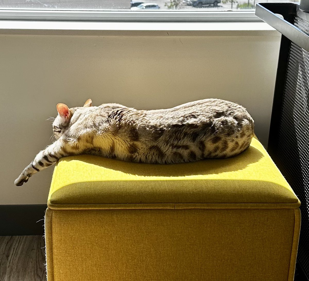 Otis catchin’ some rays..
