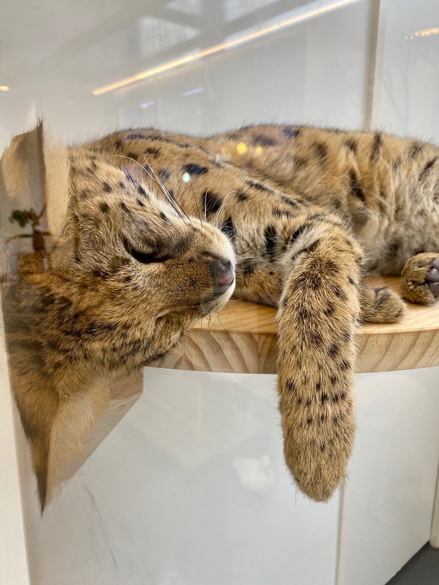 どうぶつ❤️ときどき癒し (@y_yoshikazu777y) / Posts / X