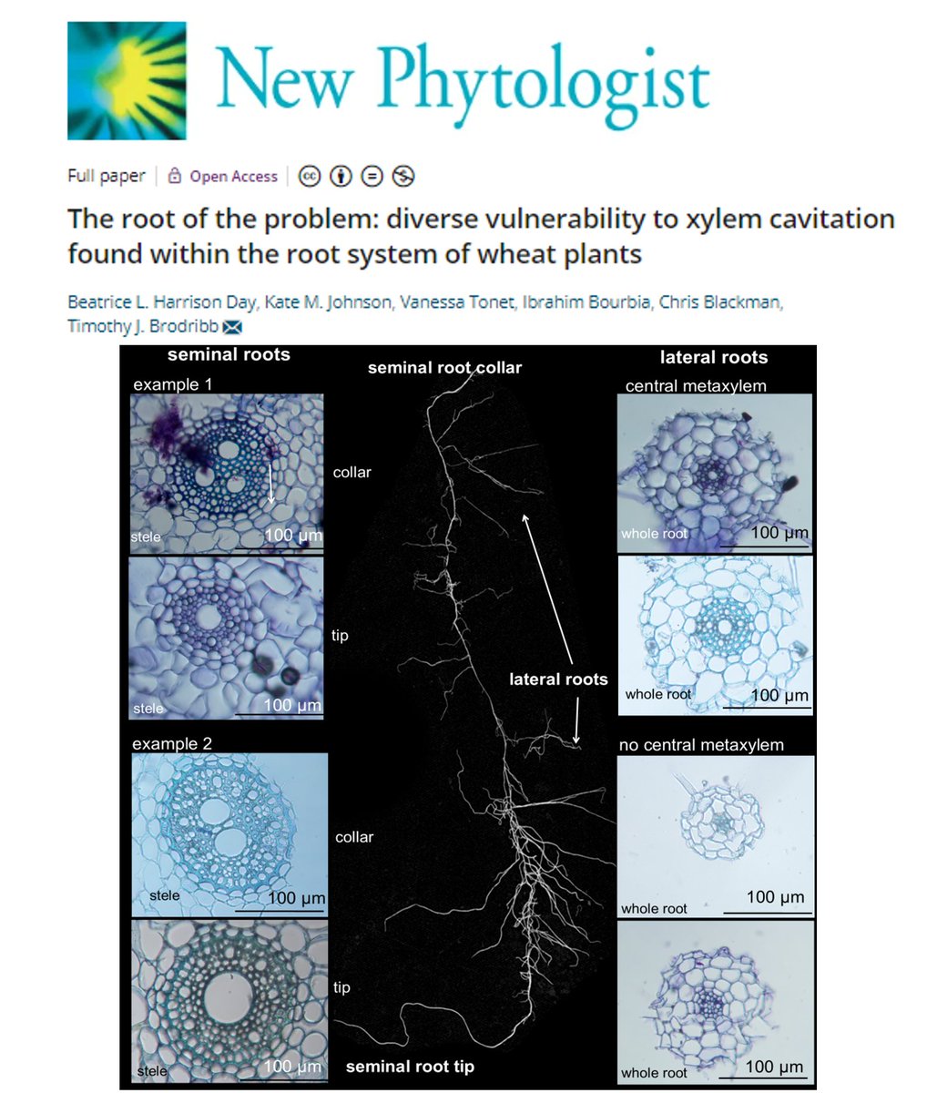 Beatrice Harrison Day (@botanistbea) on Twitter photo Our paper on root system vulnerability has been published in <a href="/NewPhyt/">New Phytologist</a>! So excited to have worked with <a href="/KatePlantPhys/">Dr. Kate Johnson</a> <a href="/Vane_Tonet/">Vanessa Tonet</a> <a href="/IbrahimBourbia/">Ibrahim Bourbia</a> and Chris Blackman in the <a href="/Brodribb_Lab/">Brodribb Lab</a>. Visit doi.org/10.1111/nph.19… for more. Thanks to <a href="/CoEPlantSuccess/">ARC Centre of Excellence for Plant Success</a> and <a href="/UTAS_/">University of Tasmania</a> Our paper on root system vulnerability has been published in <a href="/NewPhyt/">New Phytologist</a>! So excited to have worked with <a href="/KatePlantPhys/">Dr. Kate Johnson</a> <a href="/Vane_Tonet/">Vanessa Tonet</a> <a href="/IbrahimBourbia/">Ibrahim Bourbia</a> and Chris Blackman in the <a href="/Brodribb_Lab/">Brodribb Lab</a>. Visit doi.org/10.1111/nph.19… for more. Thanks to <a href="/CoEPlantSuccess/">ARC Centre of Excellence for Plant Success</a> and <a href="/UTAS_/">University of Tasmania</a>