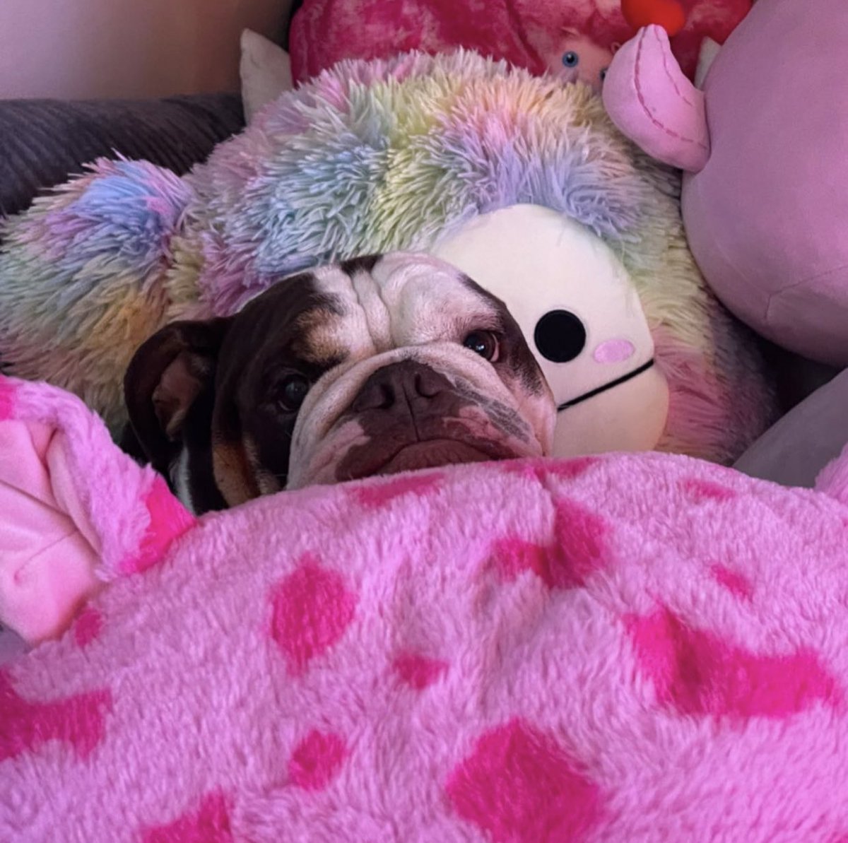 BeefThings's tweet image. What’s ur fav squish🐶