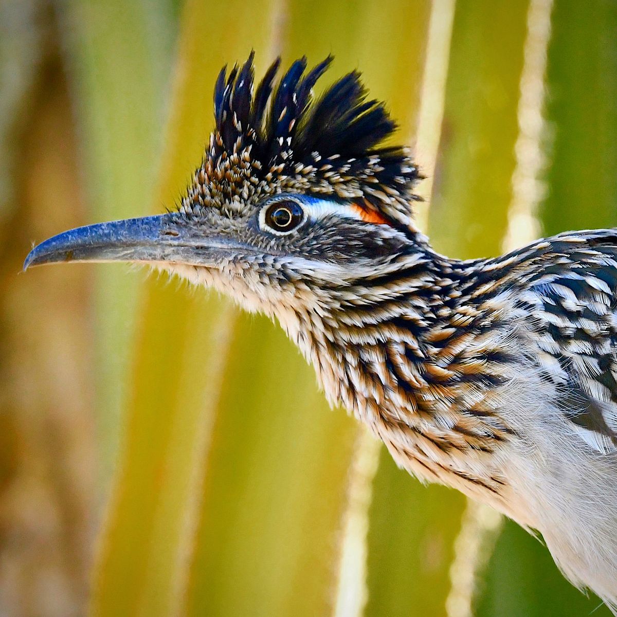 FOX10Phoenix's tweet photo. 🧡🌵☀️ This is an amazing shot capturing a roadrunner's beautiful colors and patterns. Photo by Instagram user @mkoster_raptorfit

More Arizona photos: https://t.co/bpcc3wao3l https://t.co/7idqOq9igv