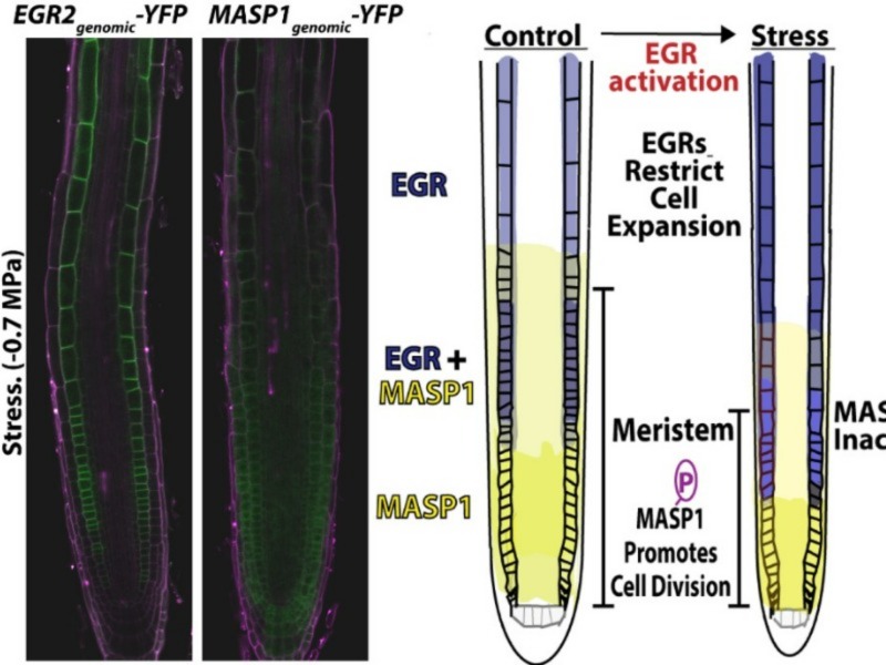 IPMBSinica's tweet photo. Decoding Plant Growth in Drought! 
Climate change poses challenges to our planet. Discover how plants respond to drought as Dr. Paul Verslues investigates key proteins EGR2 and MASP1. 
https://t.co/IFDPPRXchU https://t.co/HGp5NZcjma