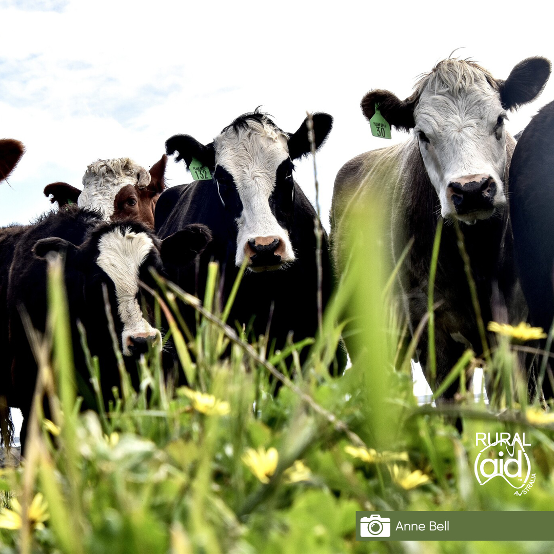 Congratulations to our Spirit of the Bush winners:  
📸: Anne Bell 
📷: Debbie Cristinelli 
📷: Kathryn Ecroyd 
📷: Paula McIver 
📷: Lauren Bell 
📷: Neil Kendall 
📷: Amie Hosking  
Pre-order HERE:   shop.ruralaid.org.au/shop-calendar/ 📸📸