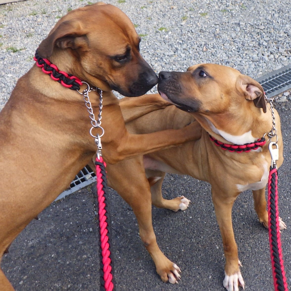 実の姉妹とはいえやはり土佐犬です、じゃれ合いの延長からケンカになったことがありました。 筋肉 の塊のサンが強いと思うでしょうが、ベビーの時からドゴアルヘンティーノとピットブルの英才教育を受けているひめの方が圧倒的に強いです。  サンは一瞬でひめにひっくり返さ ..., image size:1177x1177