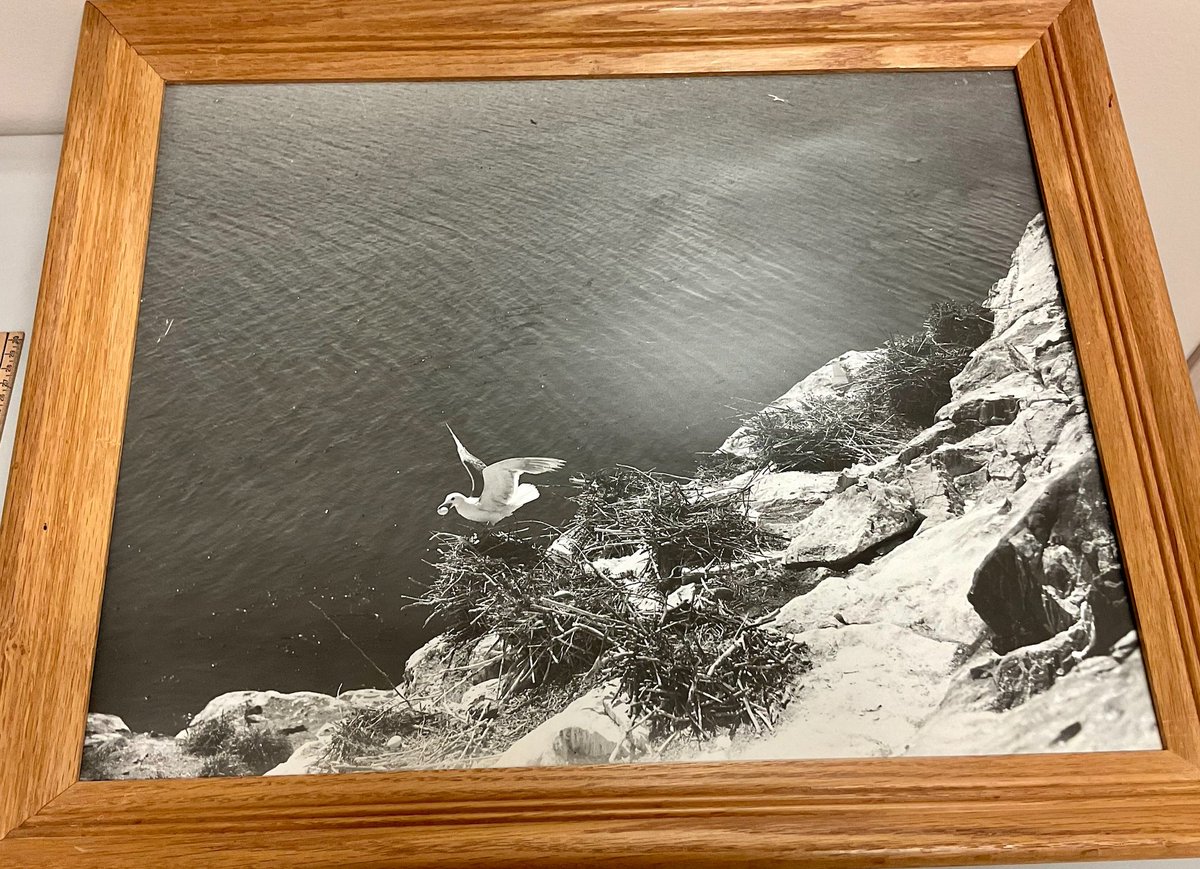 The early bird gets the ... egg?

This great photo by #JohnNewman, of a gull in flight was donated to the SPS Archives last week. The #NewmanFarm is a @CSaanich-owned historic site. #CSaan 
centralsaanich.ca/our-community/…