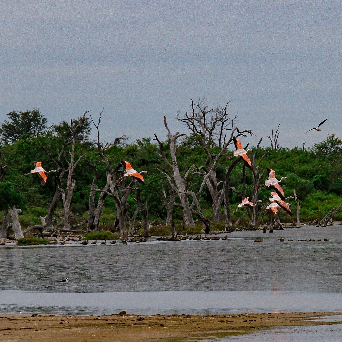 rodlopez_'s tweet photo. Flamencos en laguna capitán - Loma Plata, Chaco 🇵🇾 https://t.co/D1PxVOpimu