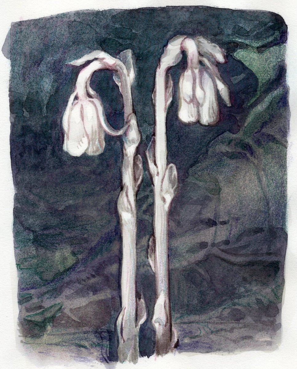 monotropa uniflora