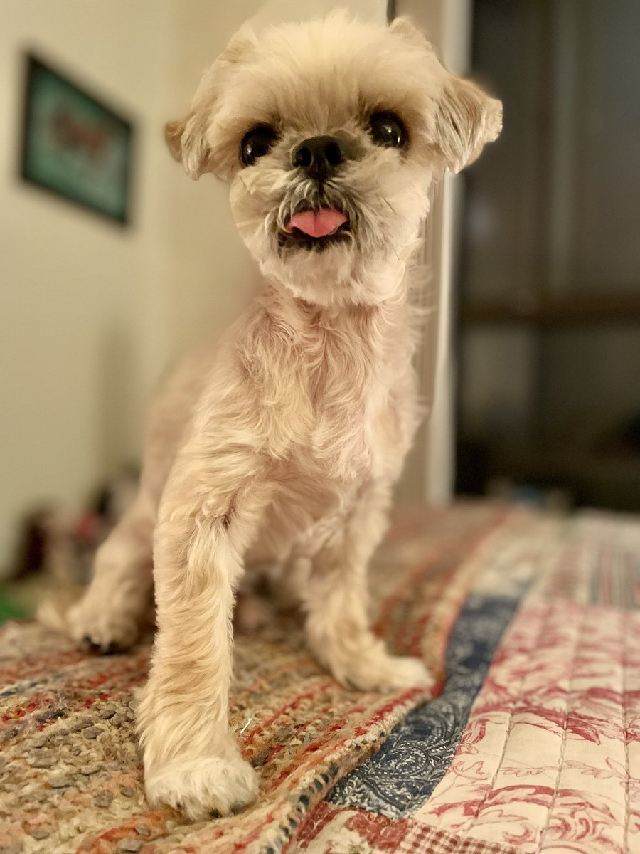 Best Foot Forward

Life is like dancing!

#tongueouttuesday #dogs #myphoto #dogsoftwitter #originalcontent #photography #mydog #dogphotography #petphotography #petsoftwitter