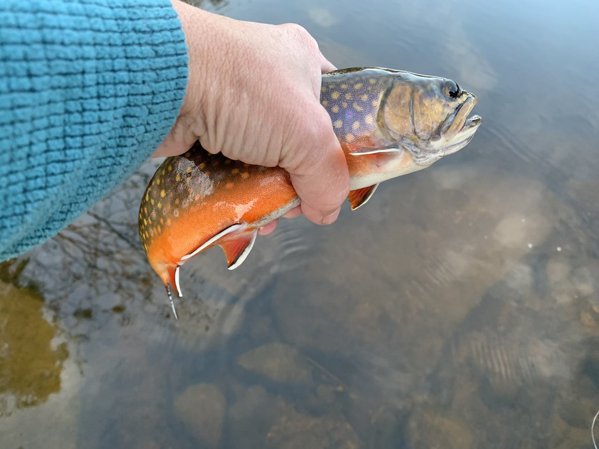 HeatherLea303's tweet photo. Summer fun—saw an osprey having a brook trout for breakfast. Could be the same one I’d caught and released the night before. #lifeisfragilesavorit https://t.co/C2AK25aboa