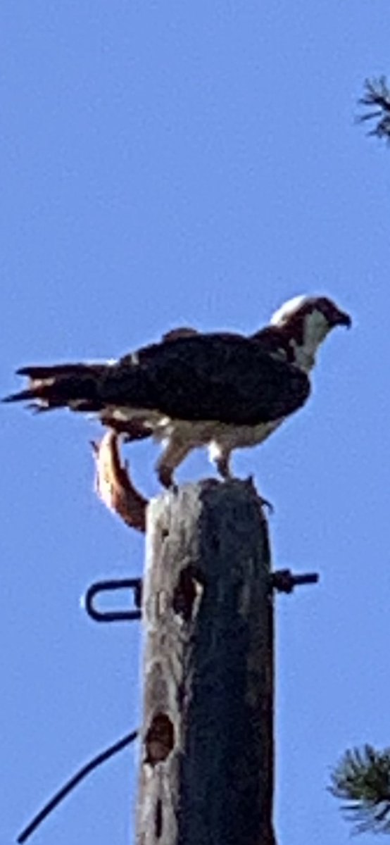 HeatherLea303's tweet photo. Summer fun—saw an osprey having a brook trout for breakfast. Could be the same one I’d caught and released the night before. #lifeisfragilesavorit https://t.co/C2AK25aboa