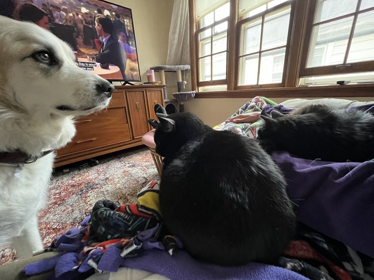 Matijoe42's tweet photo. Please note her clear disapproval that the cats are on the couch with us and not her. https://t.co/OI74hhmEJC