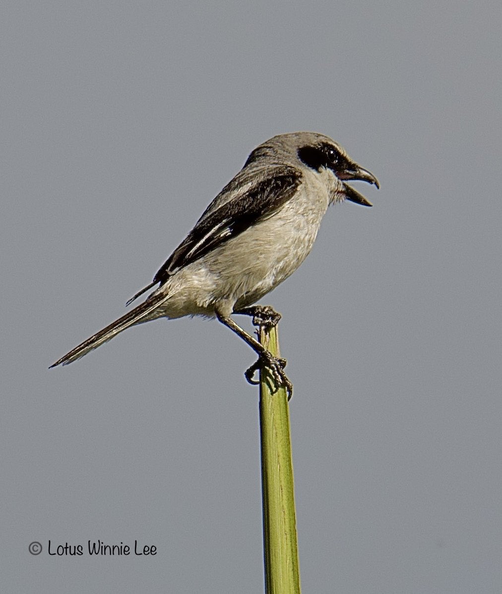 lotuswinnielee's tweet photo. One of our target birds on the Florida trip was the Loggerhead Shrike which was a lifer for me, guess what, they were everywhere!!! #loggerheadshrike #shrike #birdwatching #wildlife https://t.co/yfayQjIQUh