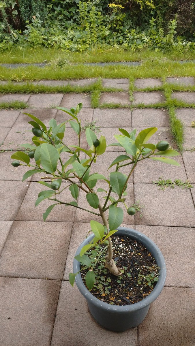 izumin__123's tweet photo. 植物に全然興味なかったのに、育ってくるのみると嬉しい！可愛い🤭 https://t.co/lKtF1Xt1fX