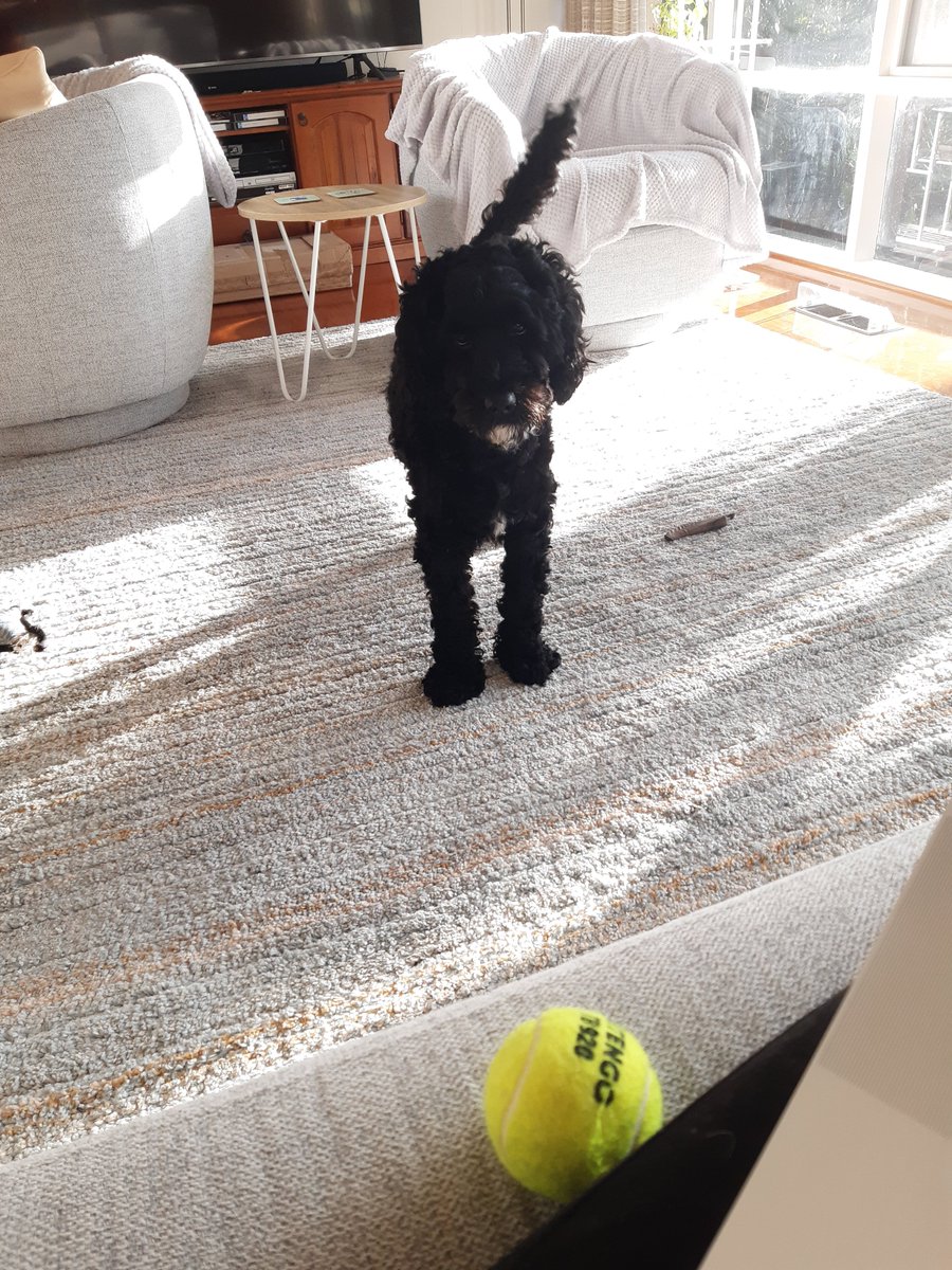 Dog sitting this crazy guy for a few weeks. 
The ball is EVERYTHING.