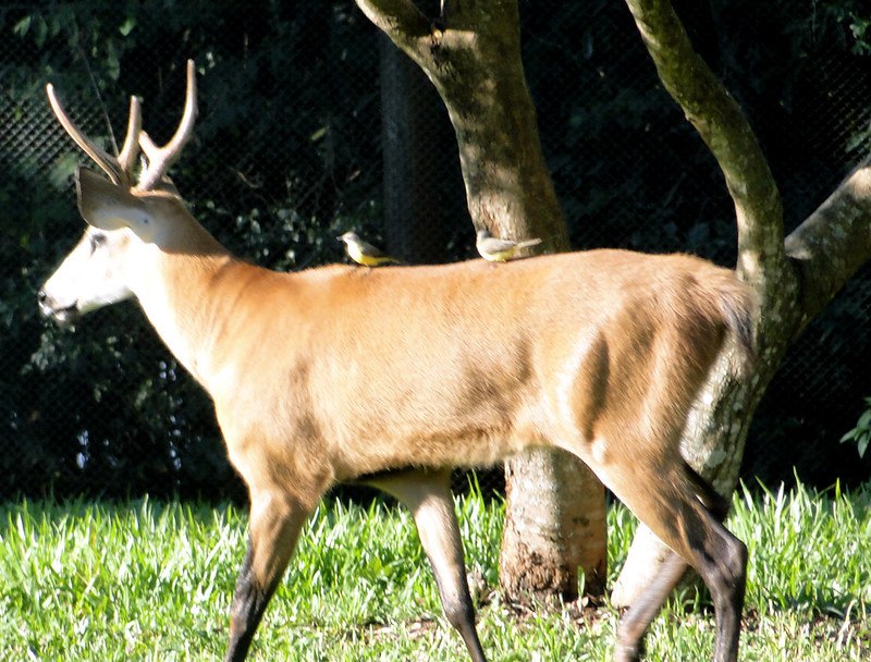 DeerHourly tweet media