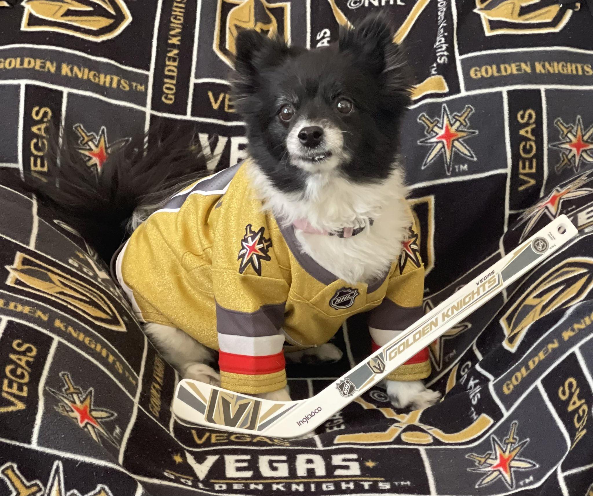 Vegas Golden Knights Pet Jersey - Medium