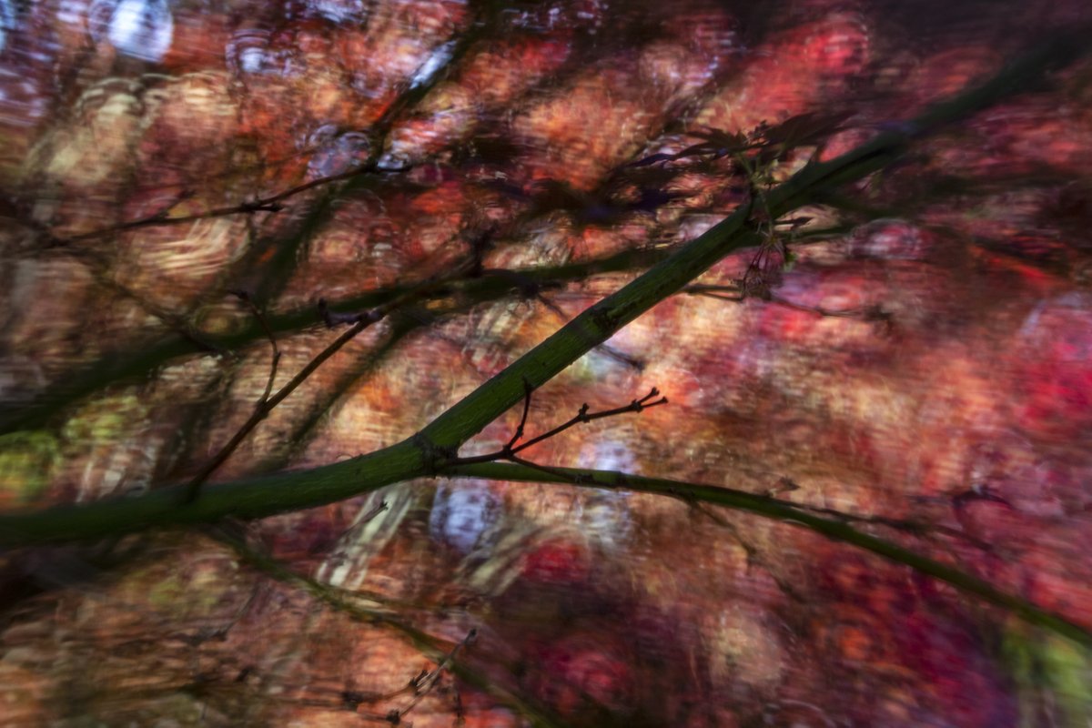 Double Glass ii at play.
#lensbaby #naturephotography #abstractphotography #impressionistphotography #evergreenarboretum