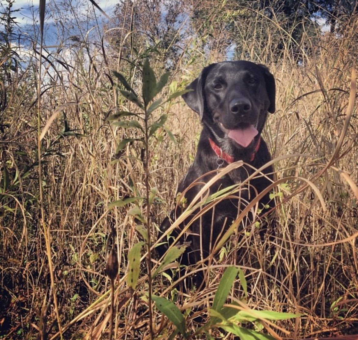 GenePiece3's tweet photo. I will never forget my best Friend! The world lost a real one today! 🙏 You will be missed by many and remembered often! Thank you for being my friend Ruby! 🐾❤️🥲 #MyRuby https://t.co/gbiYfsHP9j