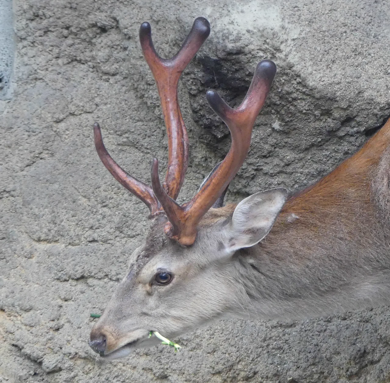 上野動物園［公式］ on X: 