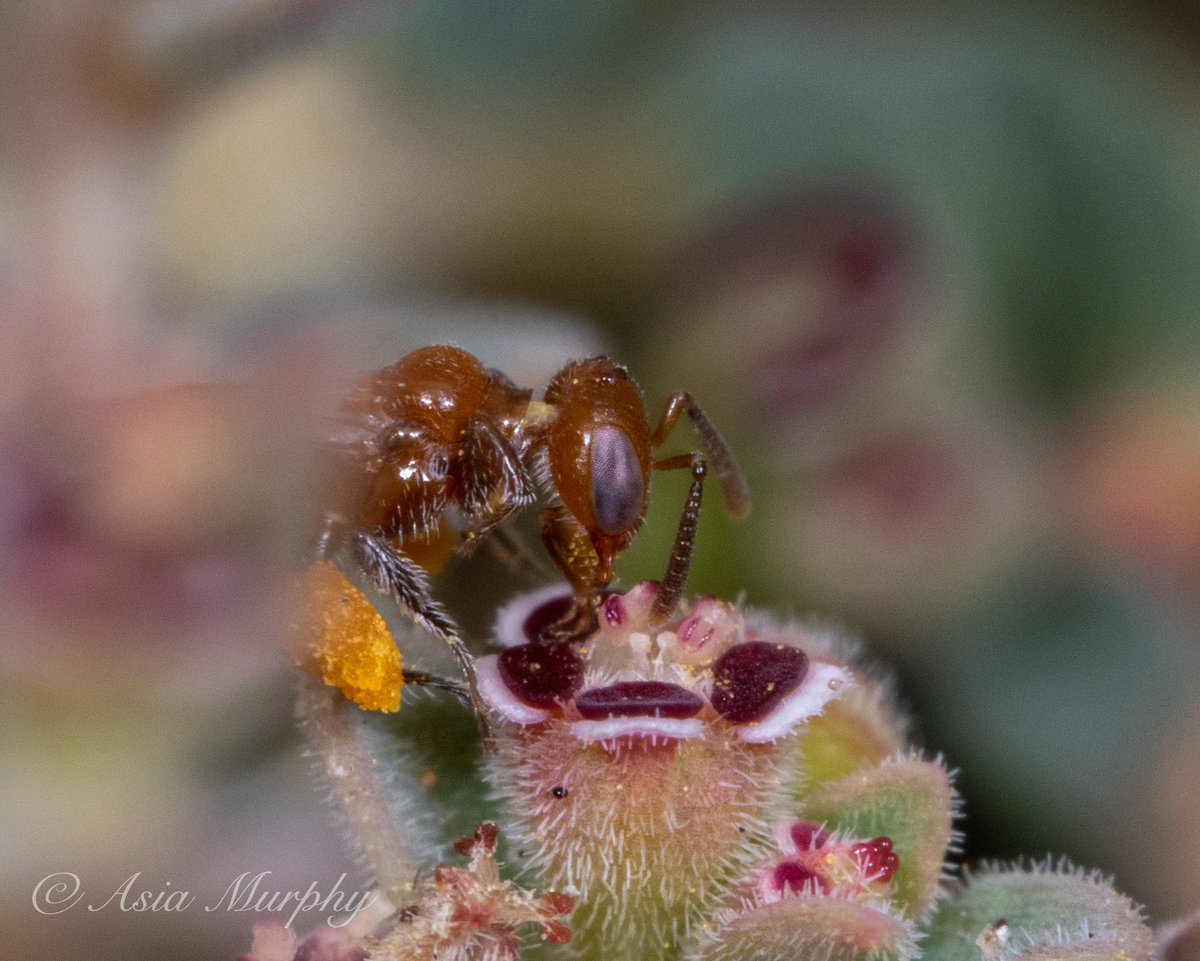 asia murphy phd (river to the sea) tweet media