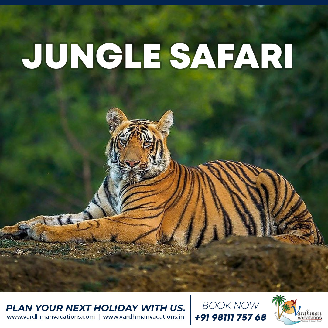 Plan to a Jungle Safari

Call 98111 75768

-
#vardhmanvacations #junglesafari #wildlife #jungle #wildlifephotography #nature #safari #naturephotography #india #travel #tiger #photography #forest #indianwildlife #incredibleindia #travelphotography #animals #tigersafari