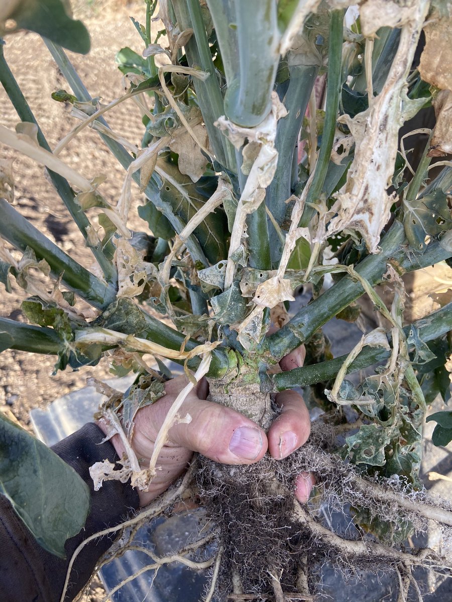 sunfertilizer's tweet photo. Dare to compare roots last year we started out dry but ended up ok So if we balance our soil and get good aggregation Then it’s east to make roots preform There is only a few people know how to do this  @cropcare @OmexCanada H-3 Tech  8 in root on 2 leaf wheat plant drought proof https://t.co/lEFru5rz0r