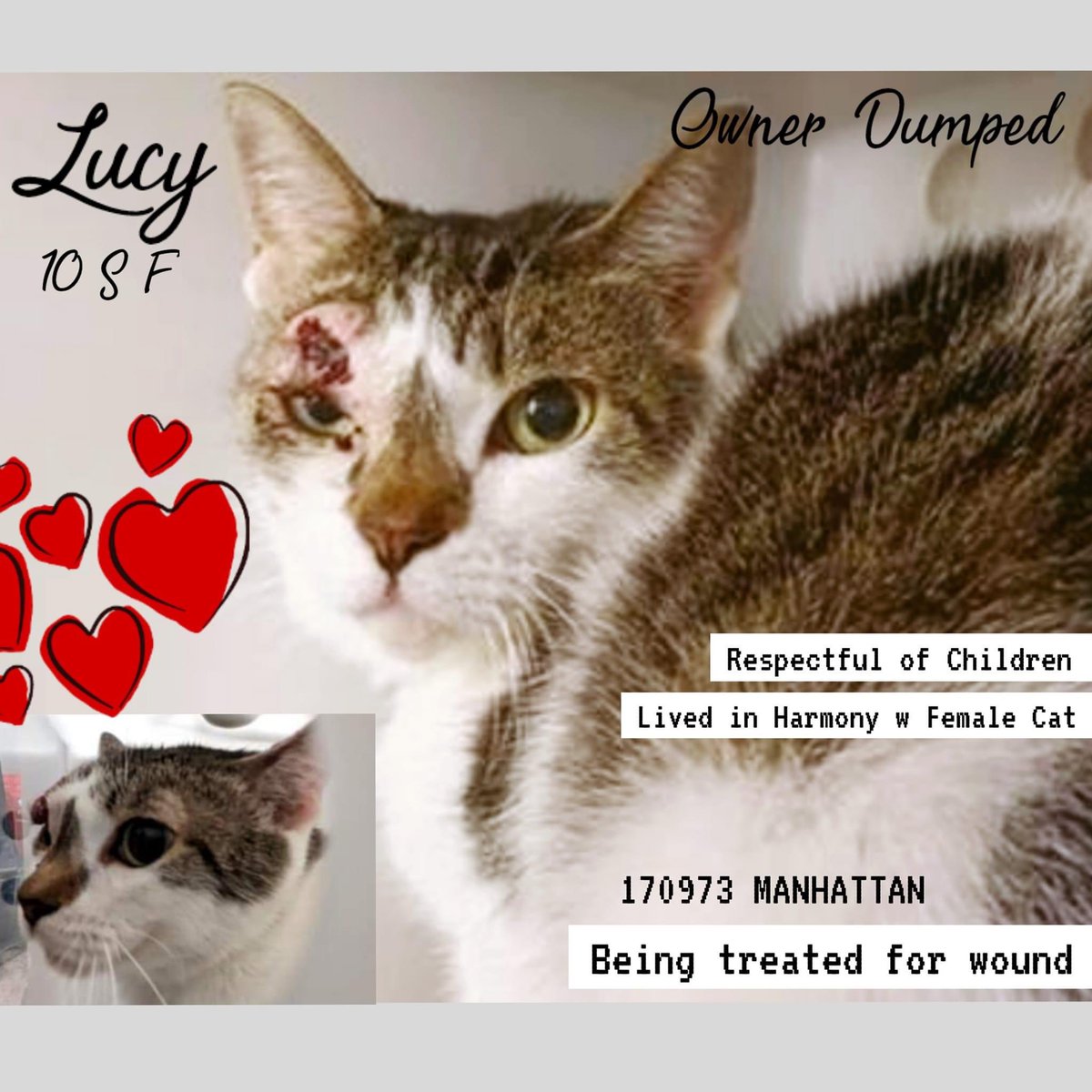 🆘 #URGENT #NYC #NYCACC #CATS  LUCY is on the “emergency placement” list and needs foster/rescue/adopter by 6/15 @ NOON.  

PLEASE RT-adopt-foster! #TeamKittySOS #AdoptDontShop #CatsOfTwitter #cutecats newhope.shelterbuddy.com/Animal/Profile…