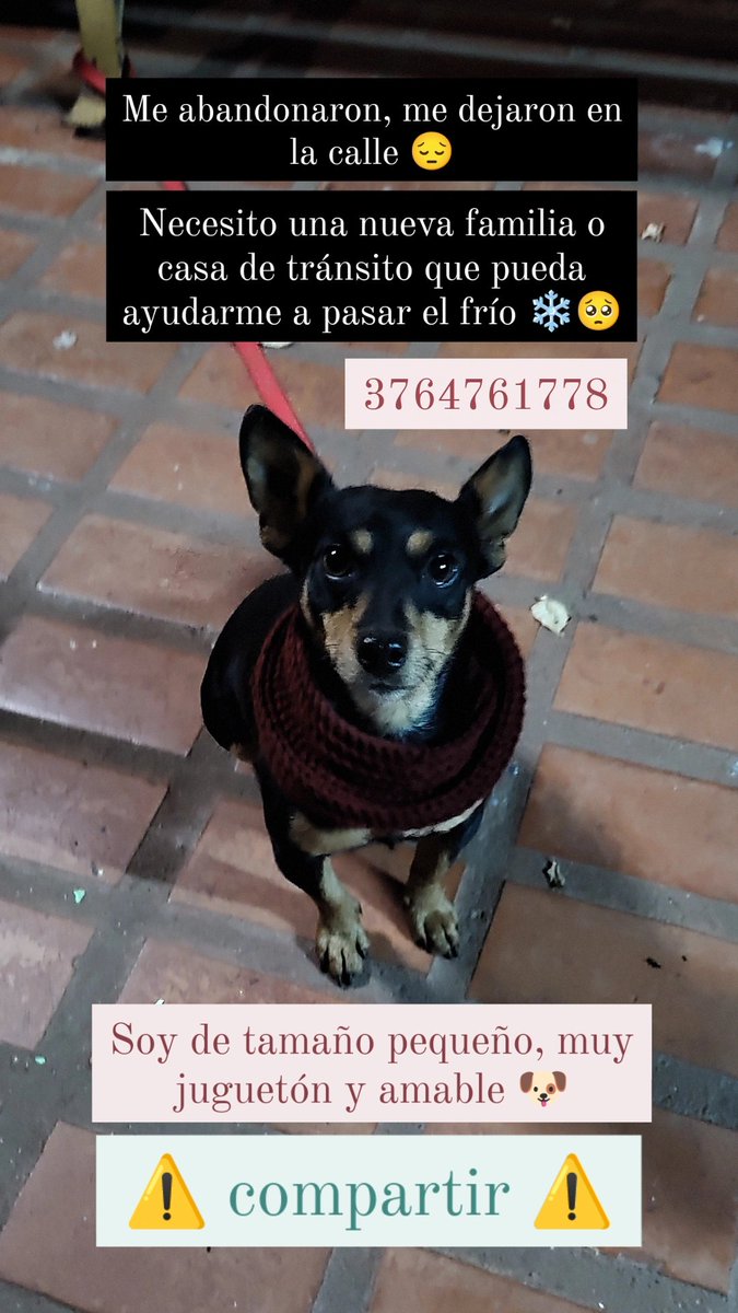 A dos hdp se les ocurrió dejarlo abandonado en pleno frío. Me ayudarían mucho compartiendo por favor, no saben lo buenito, mimoso y juguetón que es 🫶🏼🥹 se merece ser feliz