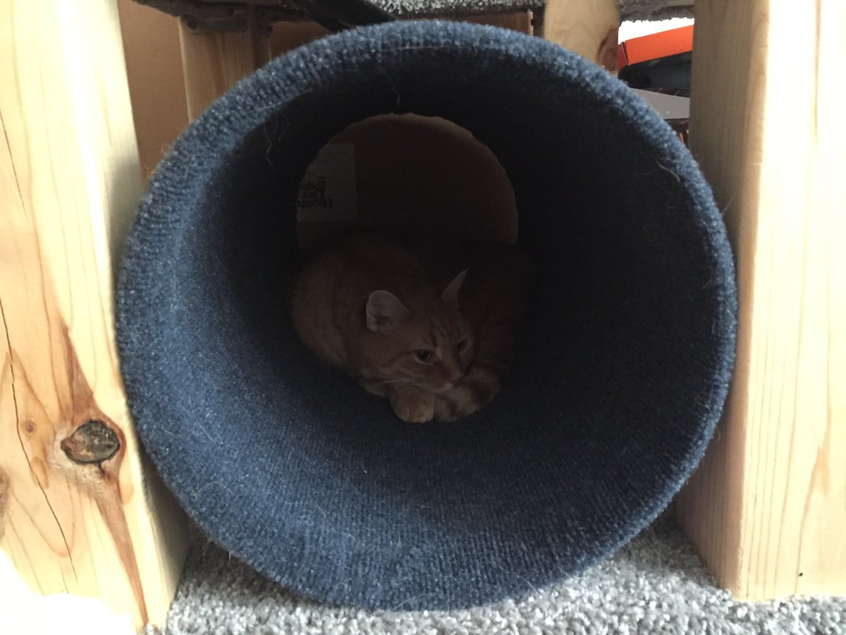 Well, the Orange Panthers lost the #StanleyCupFinal...  I guess I’m just gonna sulk here in my tunnel until the next season starts... or at least until Dad breaks out the cat treats 😺😺😺
#Cats #HockeyCats #CatTowerTuesday #CatsOfTwitter #CatsOnTwitter #CatsAreFamily #CatsLover