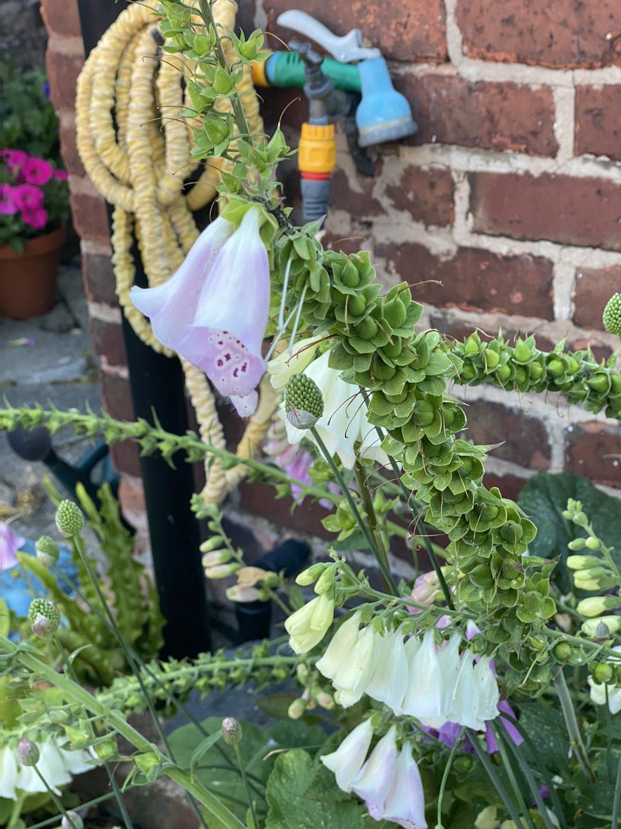 SarahWoods66's tweet photo. My 80 year old mum’s tiny back yard garden. All her own work. You’re never too old for flowers https://t.co/qQpP7e0Uxp