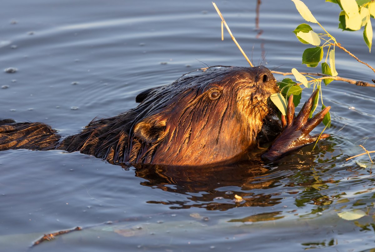 Check out the fantastic set of nails on this Beaver of @SturgeonCounty! #wildlife #beaver