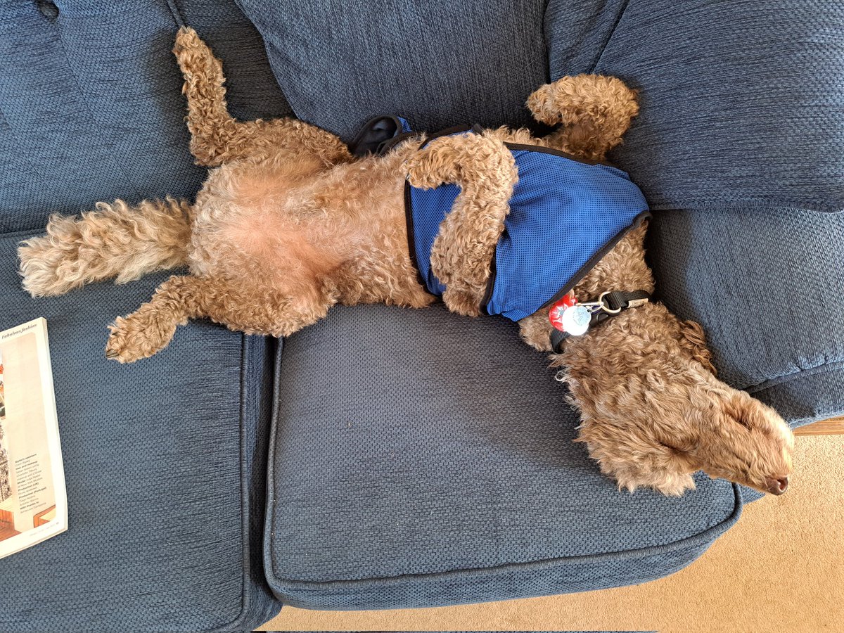 @Hearingdogpuppy Pasha chillaxing in his new cool vest yesterday. It certainly worked for him
@HearingDogs 
@HearingDogsYork 
@VolTeamHDogs 
@spanswicktweets 
#keepdogscool