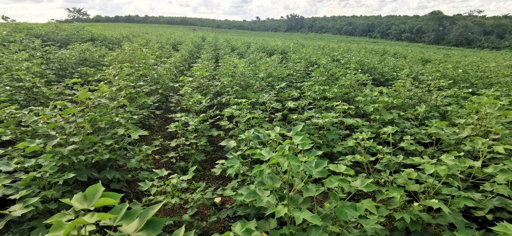 jamesplegg's tweet photo. 🚜 Which AgriBiz? 🚜

🌱 Cotton, 🌽Maize, Cashew, 🥭Mango, 🍌Banana, Cassava ? 

Barton Nsape, farmer in coastal #Tanzania 🇹🇿 has them all.. BUT which is the most profitable? 💰

Turns out, with 60 million Tsh sales from last season, #cassava seed is one of the best 💰 https://t.co/jiwbYsKogD
