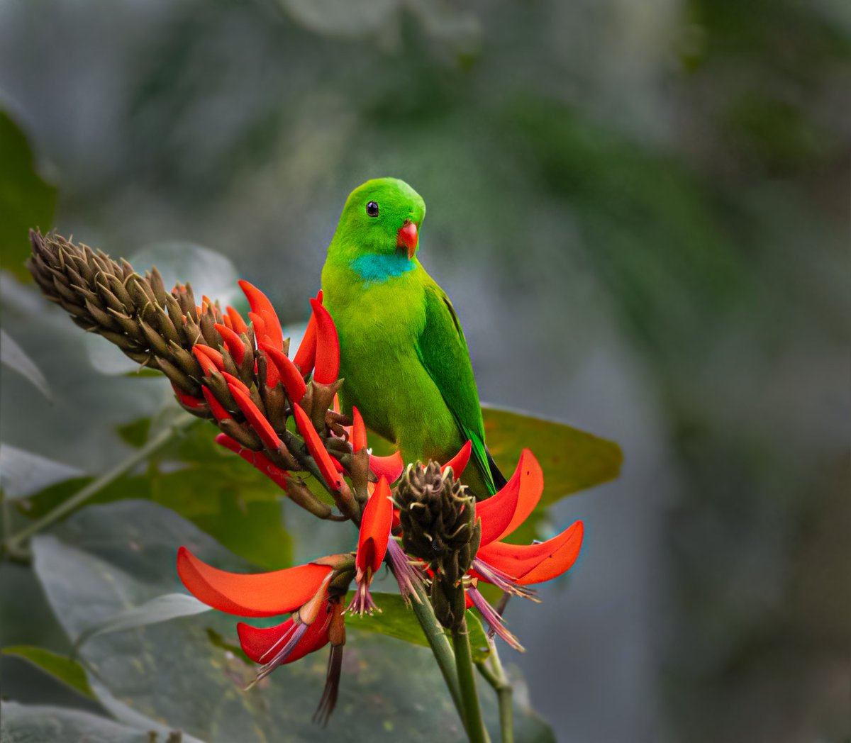 Vernal hanging parrot 🦜 for the green in #VIBGYORinNature theme by #indiaves 
#thephotohour  #TwitterNatureCommunity  #birdphotography #BBCWildlifePOTD #natgeoindia #BirdsOfTwitter