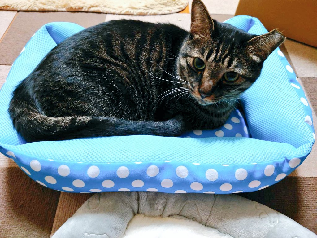 _kingleon1008_'s tweet photo. チワワ王子の夏用ベッド、友達のにゃんこ🐱は気に入ってくれたとのことでよかった😆

可愛い♥️ https://t.co/G6jLap9QkP
