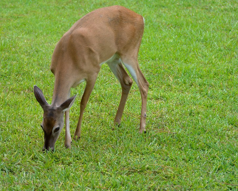 DeerHourly tweet media