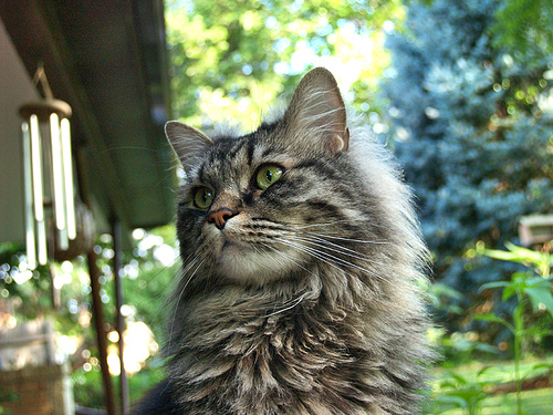 Cat Photo Every Hour (@catphotobot) on Twitter photo 