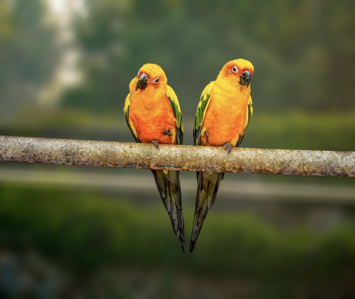 📸🦜Check out adorable photo of a couple of #sunconures #birds 
.
.
.
.
.
.
#photography #wildlifephotography #pictureoftheday