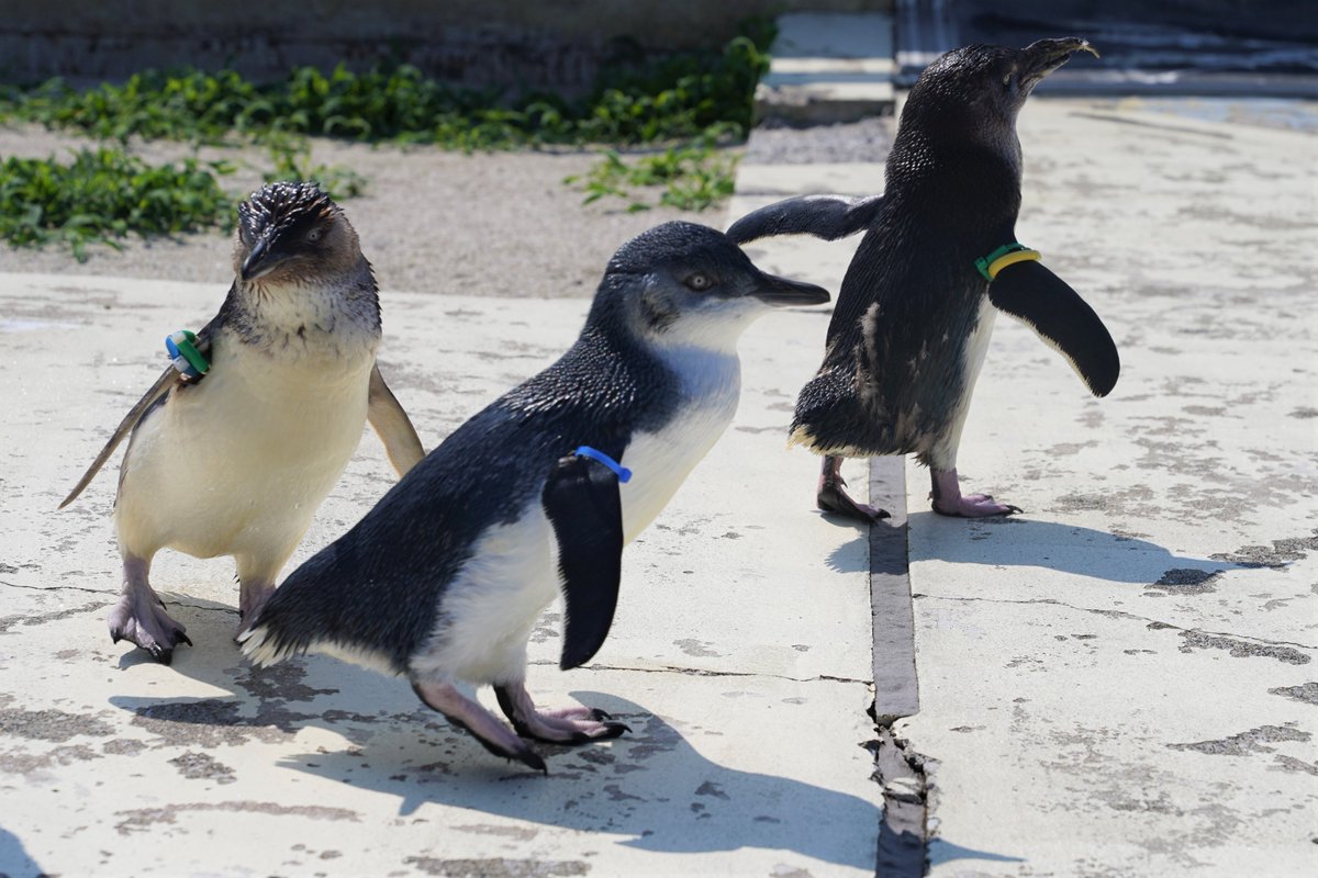 葛西臨海水族園［公式］ on X: 
