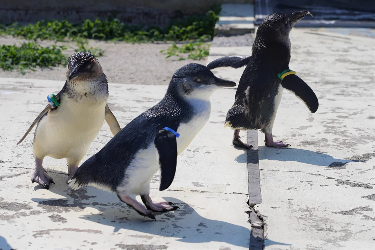 葛西臨海水族園［公式］ on X: 