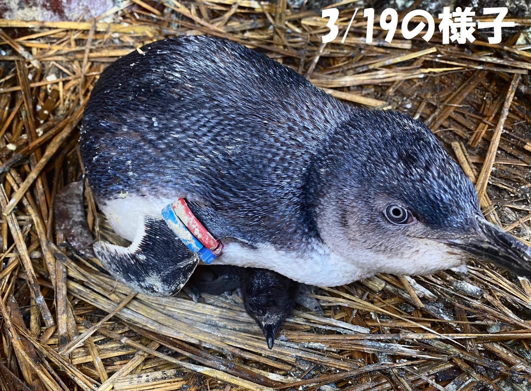 葛西臨海水族園［公式］ on X: 