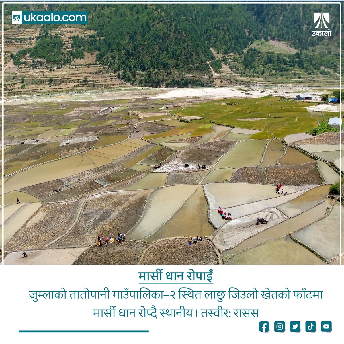 ukaalonews's tweet image. मार्सी धान रोपाइँ: जुम्लाको तातोपानी गाउँपालिका–२ स्थित लाछु जिउलो खेतको फाँटमा मार्सी धान रोप्दै स्थानीय। तस्वीर: रासस
#marsi #jumla #agriculture #ukaalo