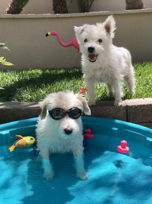 VegasNFLChickie tweet media