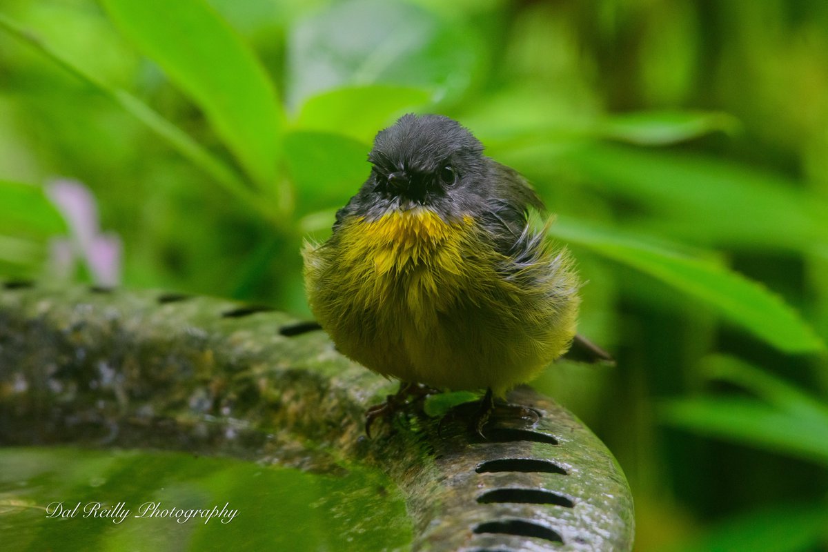 A fluffed up Eastern Yellow Robin sitting on the birdbath in the garden.. #BirdlifeOz #birdsinbackyards #abcaustralia #abcmyphoto #visitgippsland #MyNikonLife  #BirdsSeenIn2023 #ausgeo #abcgippsland #Gippsland #birdphotography #birds #nikonaustralia #nikonD850